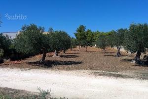 Terreno agricolo con uliveto