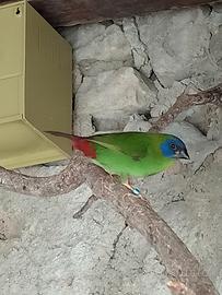 Per esubero 2 maschi kittliz