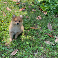 Cuccioli volpino Pomerania Spitz