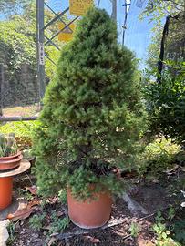Albero di Picea Glauca conica Abete del Canada