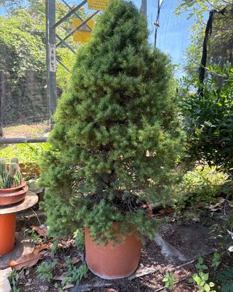 Albero di Picea Glauca conica Abete del Canada