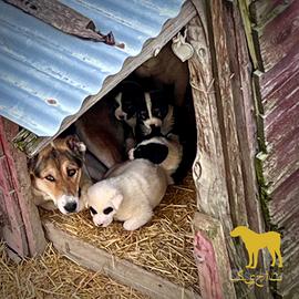 Pastore Asia Centrale Tagiko