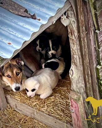 Pastore Asia Centrale Tagiko