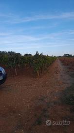 Terreno Agricolo (Vigneto)