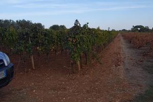Terreno Agricolo (Vigneto)