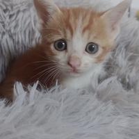 Gattini morbidosi
