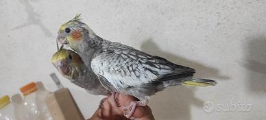 Pulli calopsite imbecco