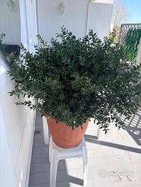 Pianta grande con vaso PERFETTA