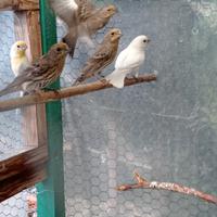Ciuffolotti Messicani e Verdoni mutati