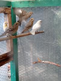 Ciuffolotti Messicani e Verdoni mutati