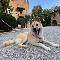 Cucciolo di pomsky