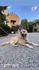 Cucciolo di pomsky