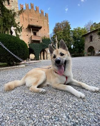 Cucciolo di pomsky