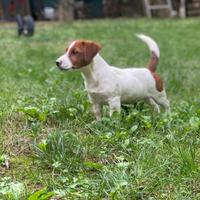 Jack Russell Cuccioli pelo liscio Pedigree ROI