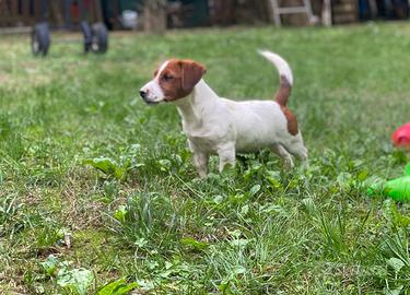 Jack Russell Cuccioli pelo liscio Pedigree ROI