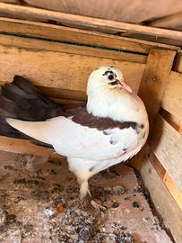 Colombe ornamentali con collo indietro e impettiti