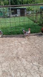 Galline millefiori