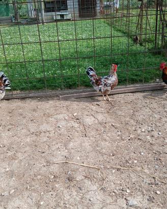 Galline millefiori