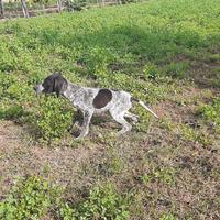 Bracco pointer