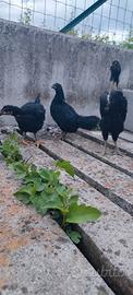 Gallo e gallina pesanti