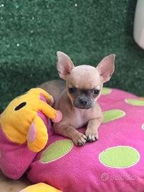 Chihuahua