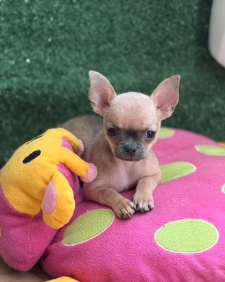 Chihuahua