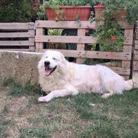 Pastore Maremmano Abruzzese