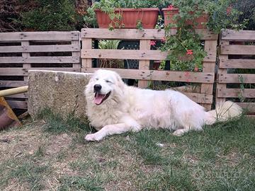 Pastore Maremmano Abruzzese