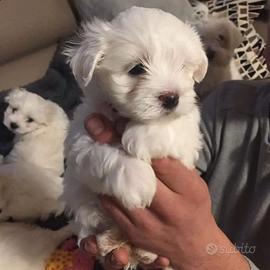 Maltesi Toy