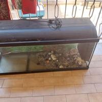 acquario 
