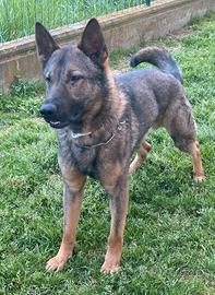 Pastore tedesco grigione per monta