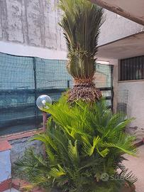 cycas revoluta ultra trentennale 