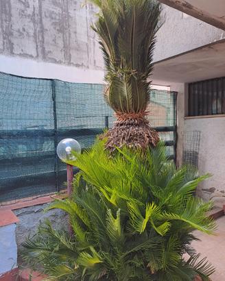 cycas revoluta ultra trentennale 