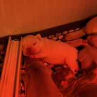 Cuccioli di bulldog francese