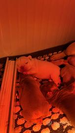 Cuccioli di bulldog francese