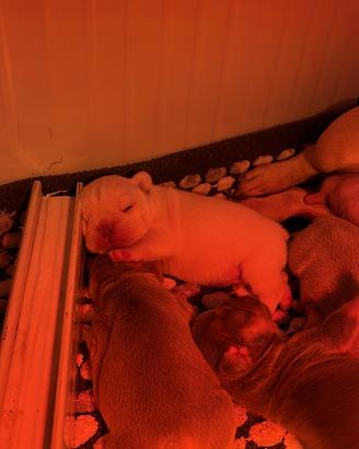 Cuccioli di bulldog francese