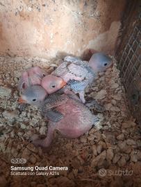 Parrocchetti dal collare