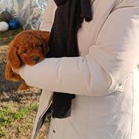 Barboncino cucciolo toy maschio red