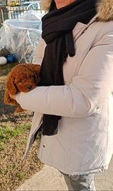 Barboncino cucciolo toy maschio red