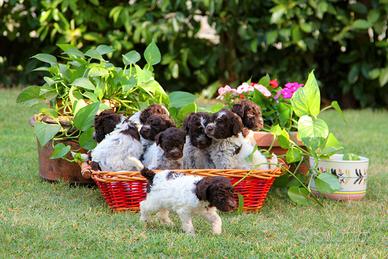 LAGOTTO Romagnolo eccellente pedigree