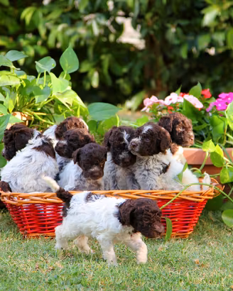 LAGOTTO Romagnolo eccellente pedigree