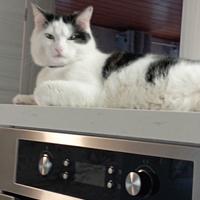 Adotta gattino