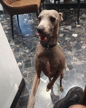 ? Una fidanzatina per Cooper, il Pli