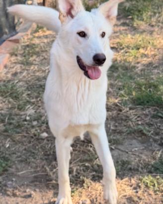 Sole, cucciolona mix Pastore Svizzero ADOZIONE
