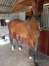 Cavallo castrone