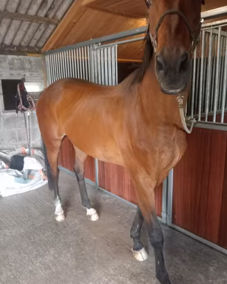 Cavallo castrone