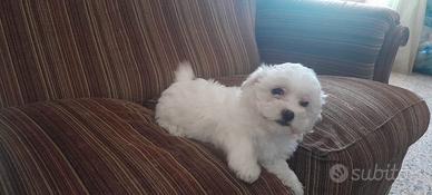 Maltese