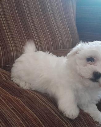 Maltese
