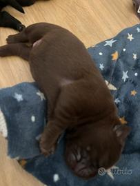 Splendidi cuccioli di Labrador Retriever