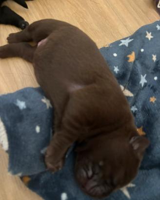 Splendidi cuccioli di Labrador Retriever